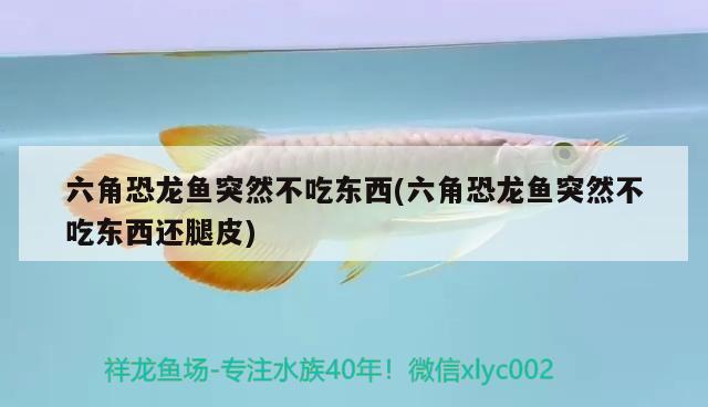 六角恐龍魚突然不吃東西(六角恐龍魚突然不吃東西還腿皮)