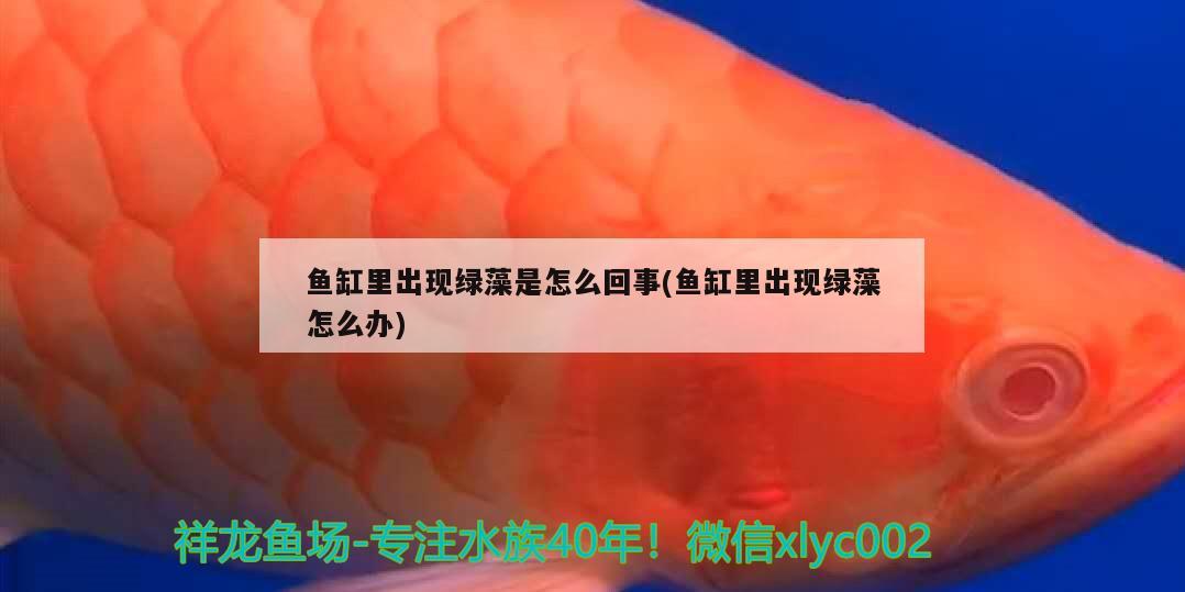 魚缸里出現(xiàn)綠藻是怎么回事(魚缸里出現(xiàn)綠藻怎么辦) 白子關(guān)刀魚