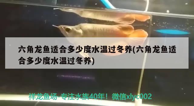 六角龍魚適合多少度水溫過冬養(yǎng)(六角龍魚適合多少度水溫過冬養(yǎng)) 賽級紅龍魚 第1張