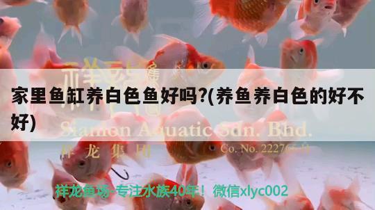 家里魚(yú)缸養(yǎng)白色魚(yú)好嗎?(養(yǎng)魚(yú)養(yǎng)白色的好不好) 龍魚(yú)批發(fā)