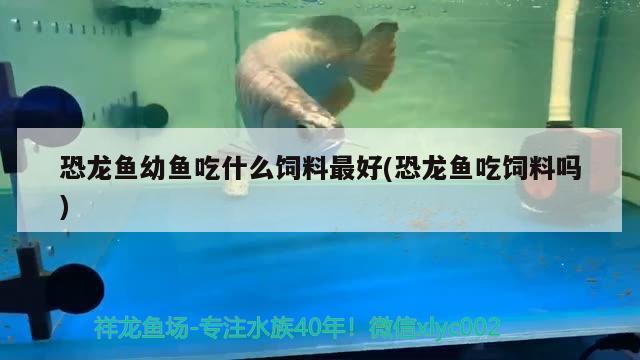 恐龍魚幼魚吃什么飼料最好(恐龍魚吃飼料嗎) 白子關(guān)刀魚