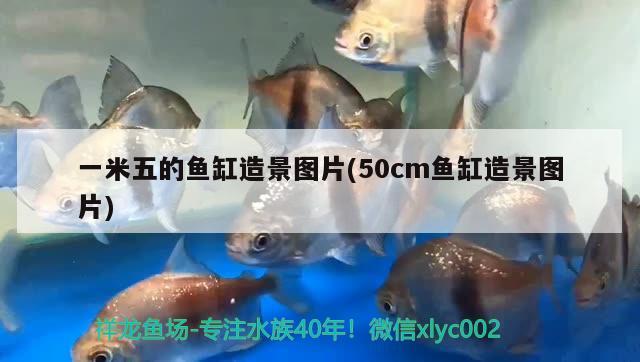 藍底金龍是什么龍魚圖片高清：藍底金龍魚和金龍有什么區(qū)別