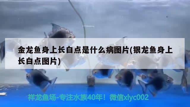 山南水族館求幫助這是怎么回事兒 圣菲埃及魚(yú) 第2張