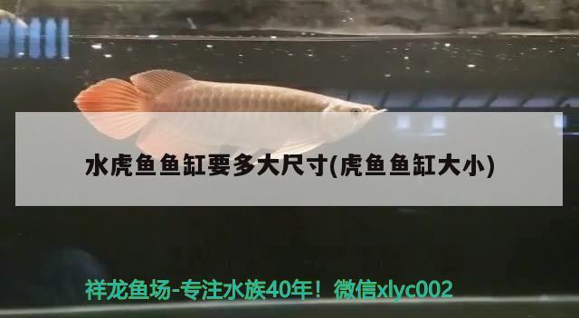 龍魚(yú)能和蝴蝶鯉混養(yǎng)嗎龍魚(yú)混養(yǎng)最佳伴侶魚(yú)，龍魚(yú)混養(yǎng)最佳伴侶魚(yú)龍魚(yú)和蝴蝶鯉的混養(yǎng)可行性分析