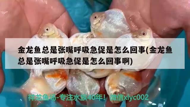 金龍魚什么樣算兜嘴：金龍魚龍魚兜嘴圖片 觀賞魚市場 第2張