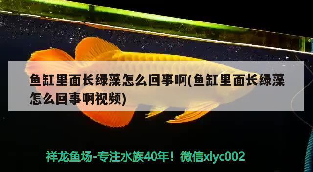 魚缸里面長綠藻怎么回事啊(魚缸里面長綠藻怎么回事啊視頻) 檸檬鯽