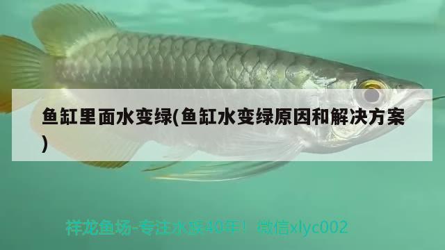 魚缸里面水變綠(魚缸水變綠原因和解決方案) 非洲金鼓魚