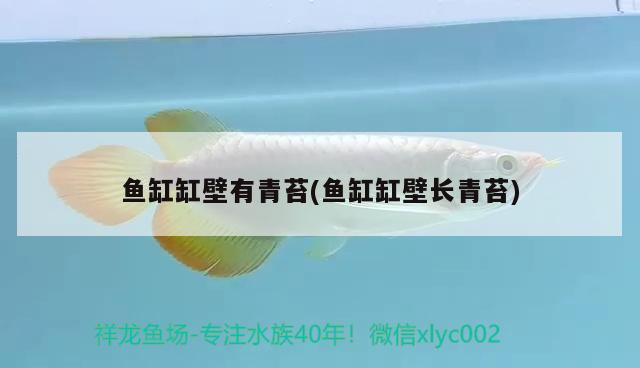 龍魚(yú)能和蝴蝶鯉混養(yǎng)嗎龍魚(yú)混養(yǎng)最佳伴侶魚(yú)，龍魚(yú)混養(yǎng)最佳伴侶魚(yú)龍魚(yú)和蝴蝶鯉的混養(yǎng)可行性分析