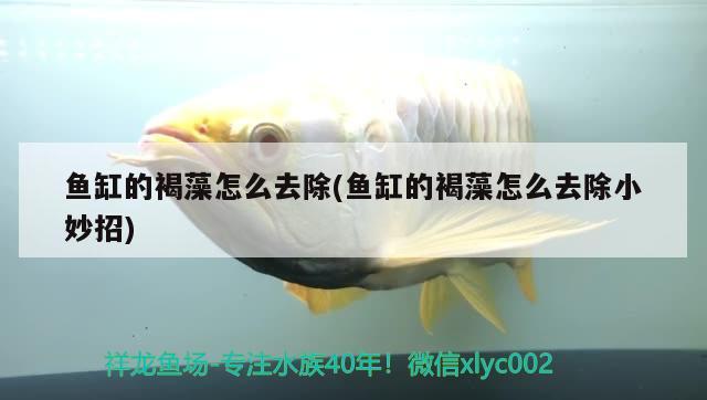 魚缸的褐藻怎么去除(魚缸的褐藻怎么去除小妙招) 委內(nèi)瑞拉奧里諾三間魚苗