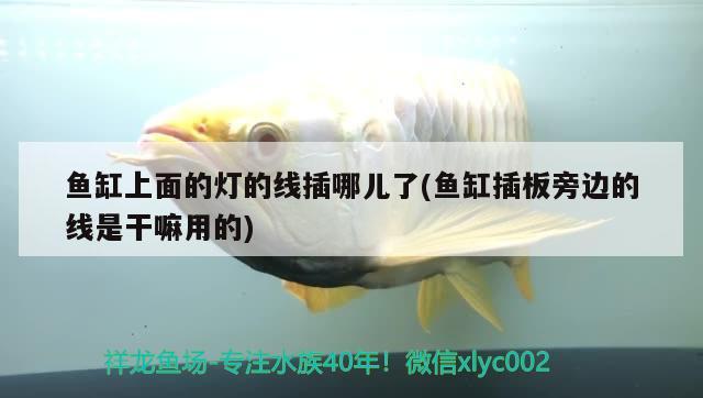 黃寫(xiě)錦鯉價(jià)格便宜嗎，黃色鯉魚(yú)是河魚(yú)還是海魚(yú)