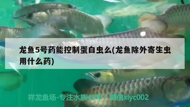 龍魚(yú)5號(hào)藥能控制蛋白蟲(chóng)么(龍魚(yú)除外寄生蟲(chóng)用什么藥) 白化巴西龜（白巴）