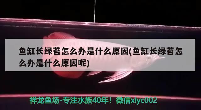 魚缸長綠苔怎么辦是什么原因(魚缸長綠苔怎么辦是什么原因呢) 白子球鯊魚