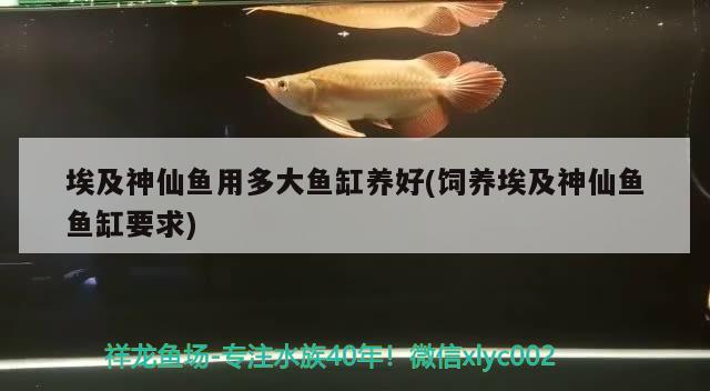 埃及神仙魚用多大魚缸養(yǎng)好(飼養(yǎng)埃及神仙魚魚缸要求) 埃及神仙魚