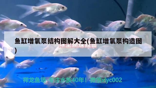 魚缸殺手錦鯉圈 銀龍魚 第2張