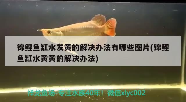 錦鯉魚缸水發(fā)黃的解決辦法有哪些圖片(錦鯉魚缸水黃黃的解決辦法) 黃金達(dá)摩魚