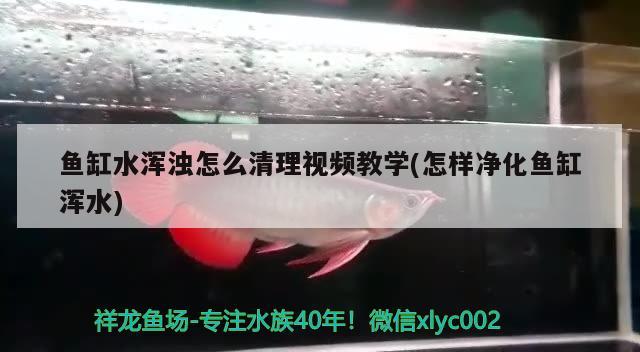 魚缸水渾濁怎么清理視頻教學(xué)(怎樣凈化魚缸渾水) 月光鴨嘴魚苗