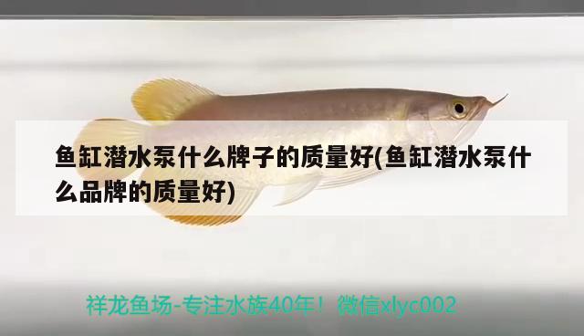 魚(yú)缸潛水泵什么牌子的質(zhì)量好(魚(yú)缸潛水泵什么品牌的質(zhì)量好)