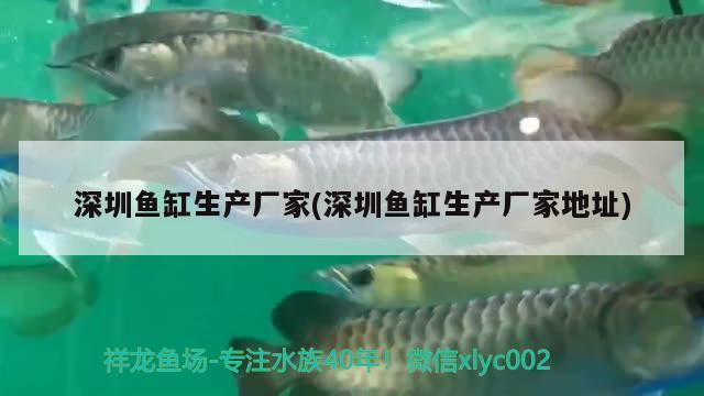 深圳魚(yú)缸生產(chǎn)廠家(深圳魚(yú)缸生產(chǎn)廠家地址) 女王大帆魚(yú)苗