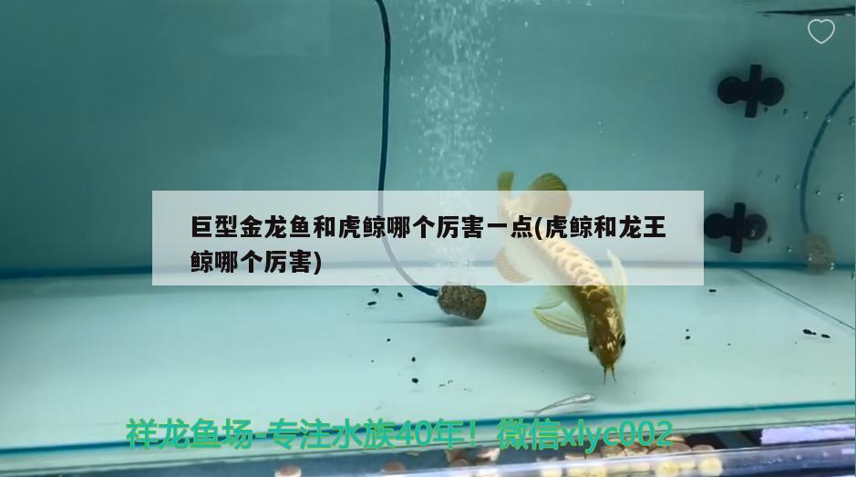 吉印刀鋒三湖慈鯛燈：吉印刀鋒龍魚用行不行