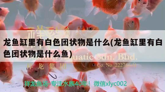 魚缸隔離盒安裝教程圖片  銀河星鉆魚 第1張