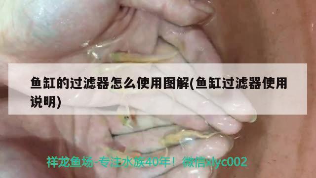 魚缸過(guò)濾器怎么清洗消毒水視頻(魚缸凈水器怎么清洗)