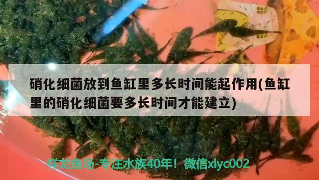 魚缸殺菌水什么牌子好(魚缸水質(zhì)消毒劑什么品牌好) 銀龍魚 第2張