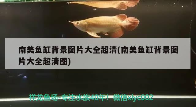 南美魚缸背景圖片大全超清(南美魚缸背景圖片大全超清圖)