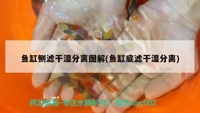 魚缸側(cè)濾干濕分離圖解(魚缸底濾干濕分離) 大白鯊魚苗