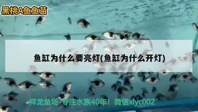 502膠水可以放魚(yú)缸嗎（502膠水粘的東西能放魚(yú)缸里嗎） 孵化器