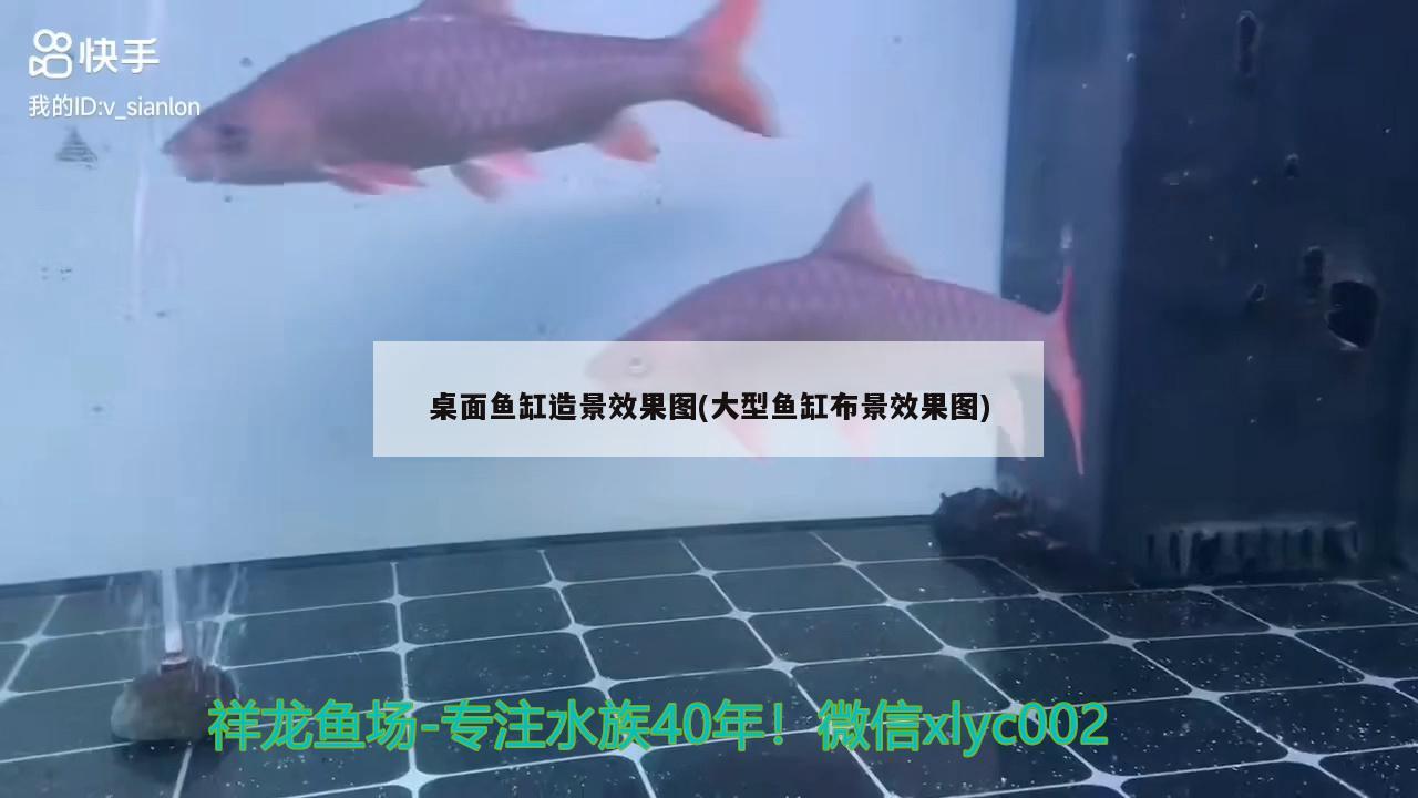 桌面魚(yú)缸造景效果圖(大型魚(yú)缸布景效果圖) 銀河星鉆魚(yú)