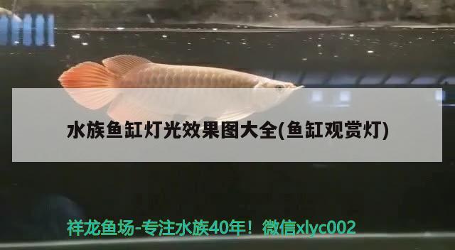 熱帶彩裙魚(yú)繁殖管理，彩裙魚(yú)的繁殖管理