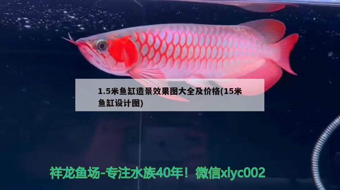 1.5米魚缸造景效果圖大全及價(jià)格(15米魚缸設(shè)計(jì)圖) 電鰻