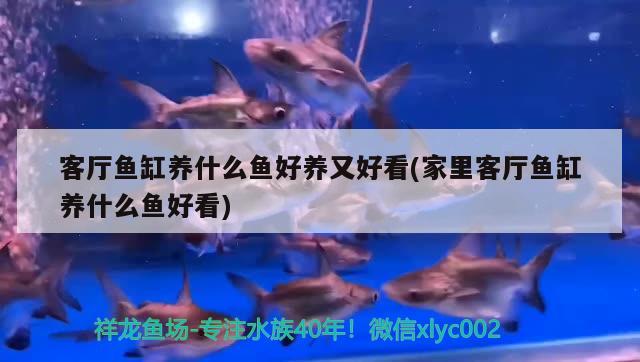 客廳魚缸養(yǎng)什么魚好養(yǎng)又好看(家里客廳魚缸養(yǎng)什么魚好看) 肥料