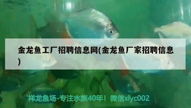 金龍魚(yú)廠(chǎng)家批發(fā)價(jià)格表（金龍魚(yú)面條價(jià)格表） 紅魔王銀版魚(yú) 第1張