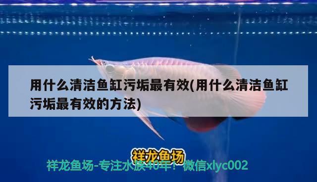 用什么清潔魚缸污垢最有效(用什么清潔魚缸污垢最有效的方法) 福魟魟魚