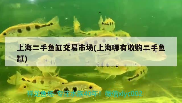 上海二手魚缸交易市場(chǎng)(上海哪有收購二手魚缸)