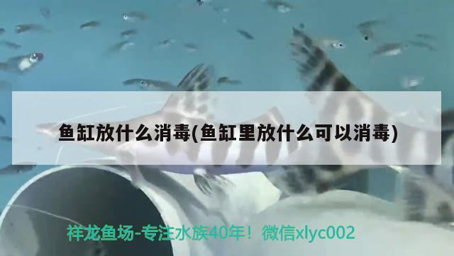 魚缸放什么消毒(魚缸里放什么可以消毒) 元寶鳳凰魚百科