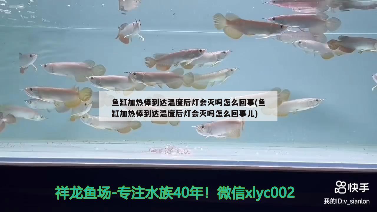 魚缸加熱棒到達(dá)溫度后燈會滅嗎怎么回事(魚缸加熱棒到達(dá)溫度后燈會滅嗎怎么回事兒) 白子關(guān)刀魚苗