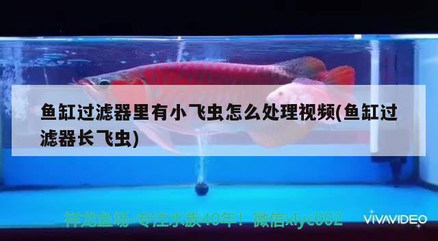 魚(yú)缸過(guò)濾器里有小飛蟲(chóng)怎么處理視頻(魚(yú)缸過(guò)濾器長(zhǎng)飛蟲(chóng))