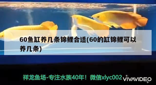 60魚缸養(yǎng)幾條錦鯉合適(60的缸錦鯉可以養(yǎng)幾條)