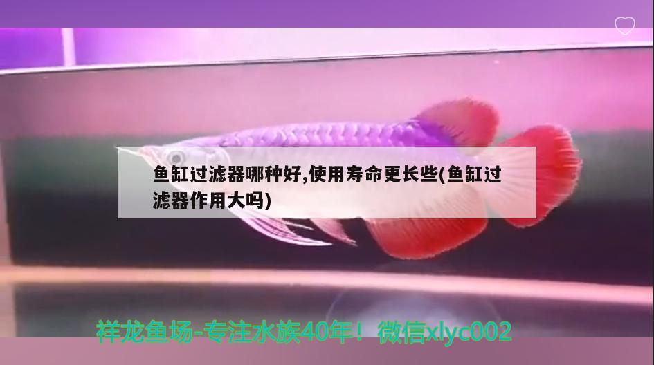 魚缸過濾器哪種好,使用壽命更長些(魚缸過濾器作用大嗎)