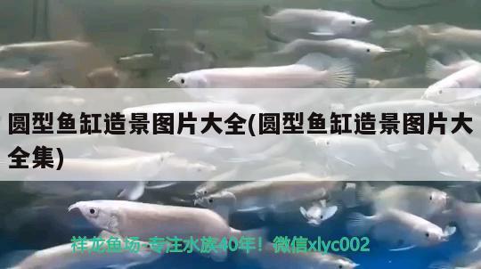 金龍魚爛嘴怎么治療好(金龍魚爛嘴怎么治療好的)