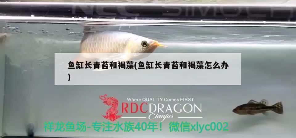 魚(yú)缸長(zhǎng)青苔和褐藻(魚(yú)缸長(zhǎng)青苔和褐藻怎么辦) B級(jí)過(guò)背金龍魚(yú)