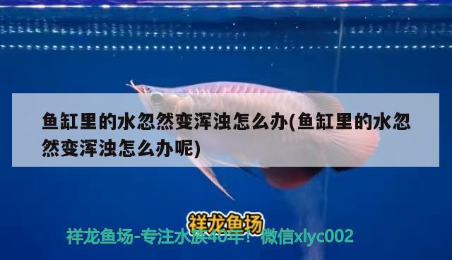 魚(yú)缸里的水忽然變渾濁怎么辦(魚(yú)缸里的水忽然變渾濁怎么辦呢) 鐵甲武士