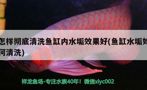 怎樣徹底清洗魚缸內(nèi)水垢效果好(魚缸水垢如何清洗)