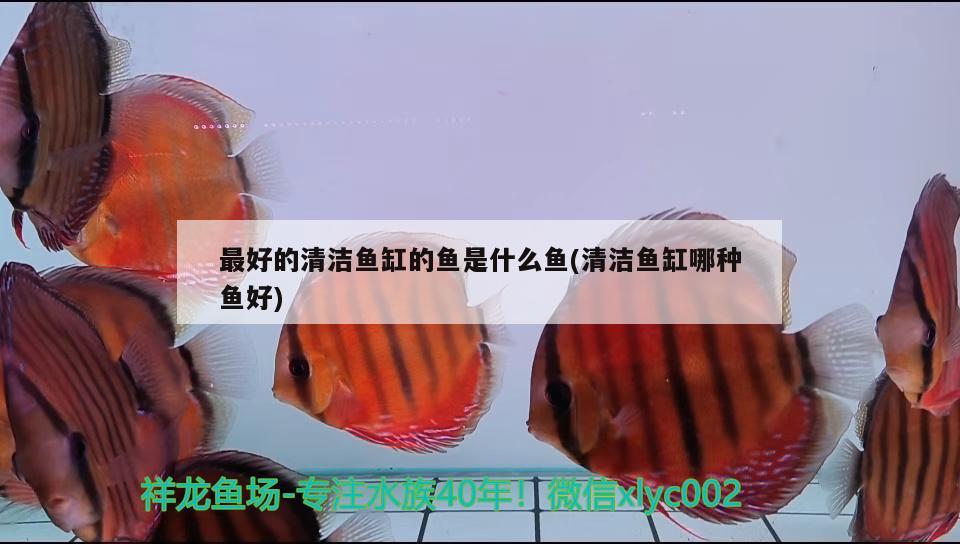 最好的清潔魚缸的魚是什么魚(清潔魚缸哪種魚好)