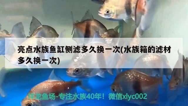 亮點(diǎn)水族魚缸側(cè)濾多久換一次(水族箱的濾材多久換一次) 魚缸/水族箱