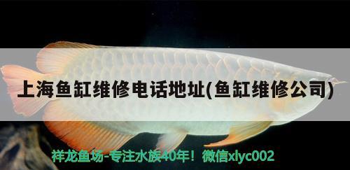 阿克蘇觀賞魚(yú)