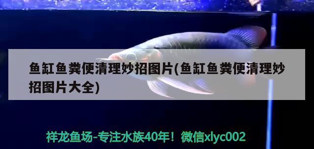 魚缸魚糞便清理妙招圖片(魚缸魚糞便清理妙招圖片大全)