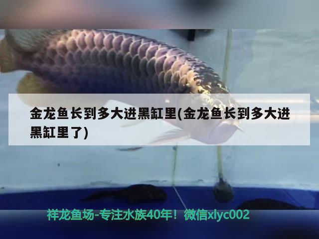 金龍魚長到多大進(jìn)黑缸里(金龍魚長到多大進(jìn)黑缸里了)